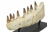 Mosasaur Jaw (Prognathodon) With Custom Stand #236860-4